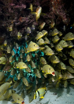 A school of reef fish off Tavernier.